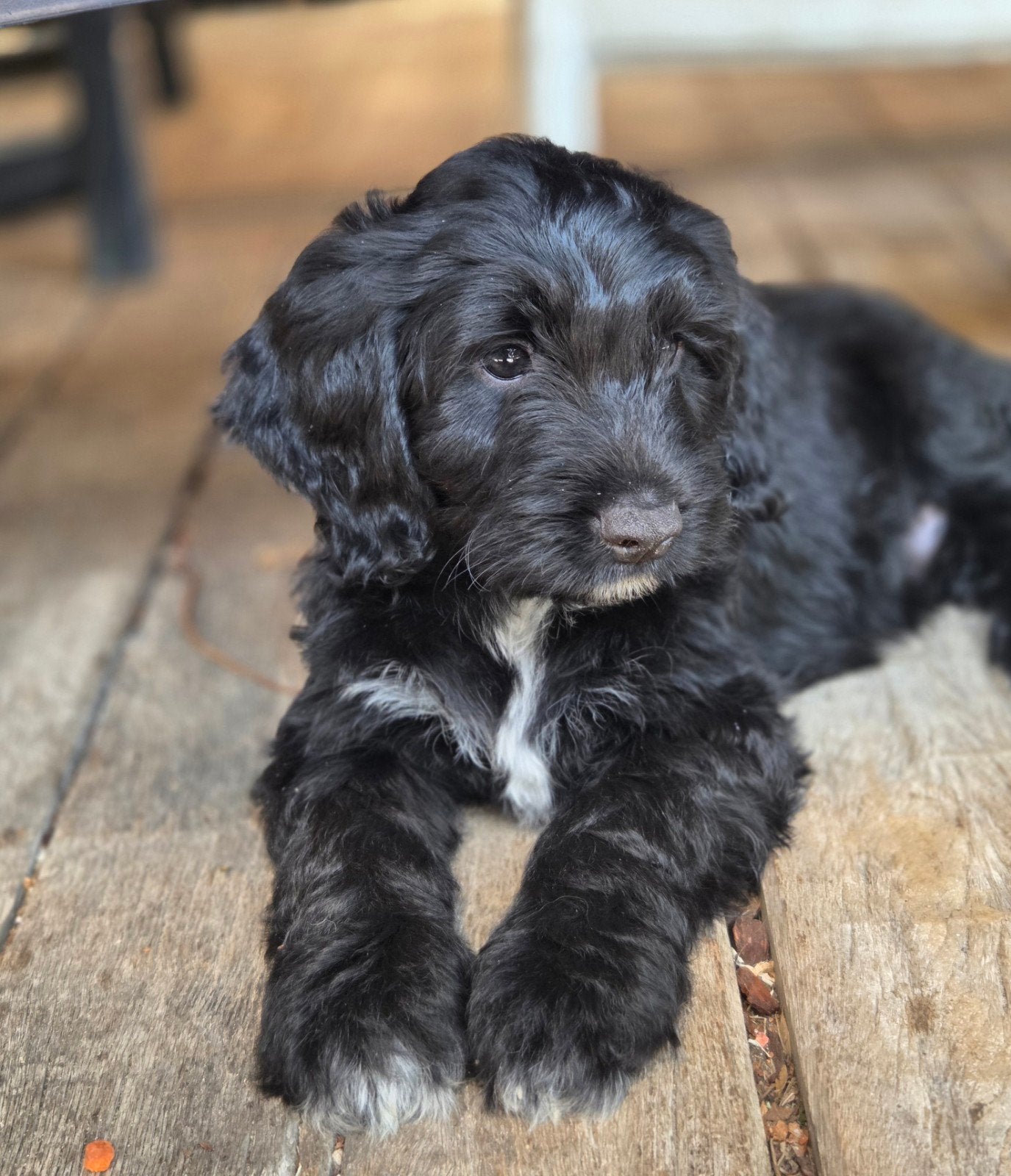sproodle (cocokapoo) pups te koop, mogen het nest verlaten, Dieren en Toebehoren, Honden | Niet-rashonden, Middel, Meerdere dieren