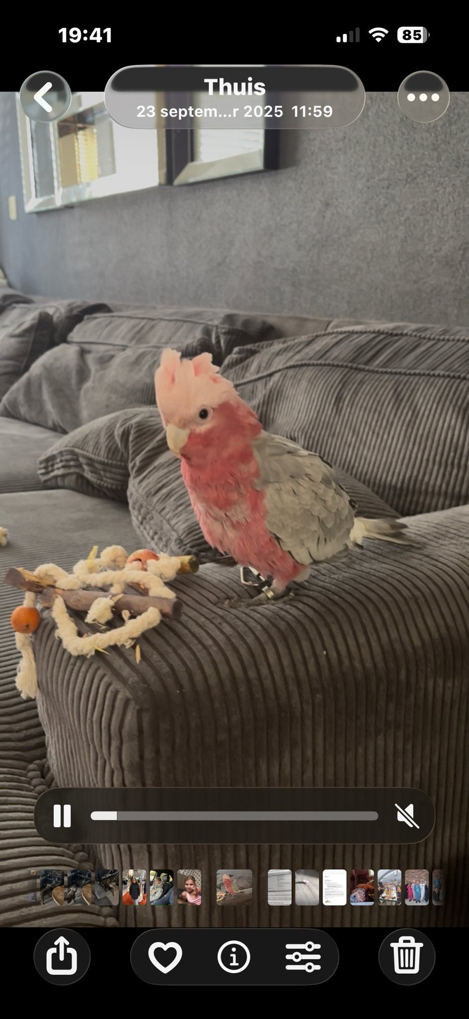 Rosé kaketoe, Dieren en Toebehoren, Mannelijk, Papegaai