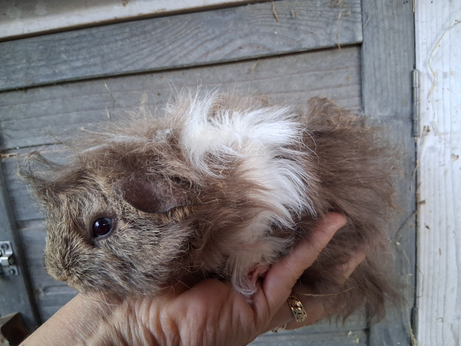 TK lunkarya baby beertje, Dieren en Toebehoren, Cavia, Juni, Meerdere dieren, Tam