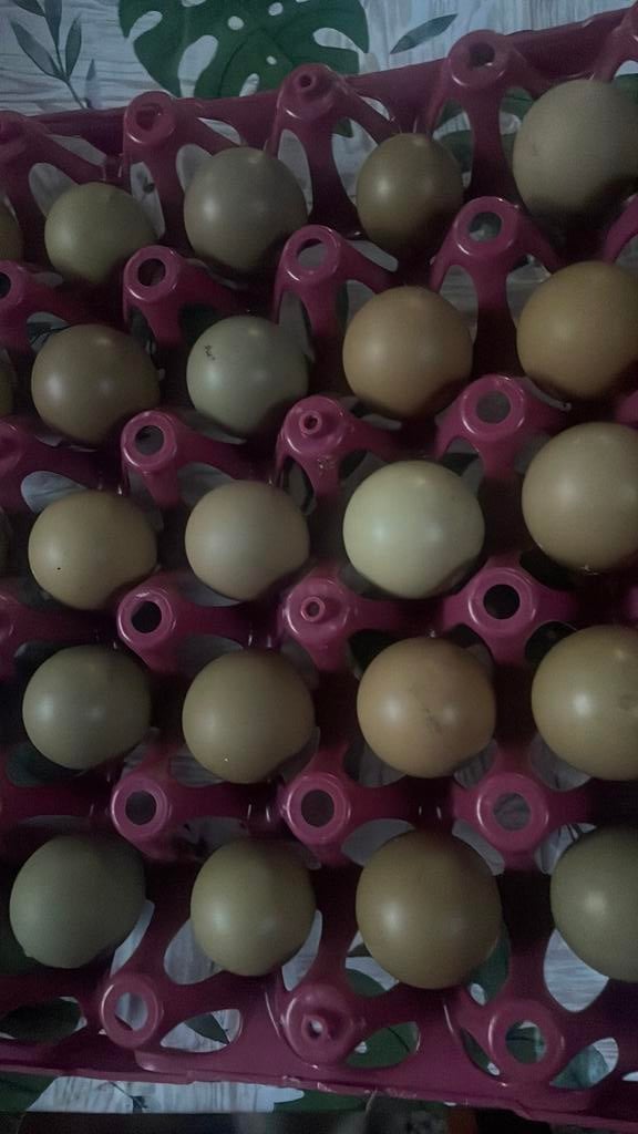 broed eieren Bosfazant te koop, Dieren en Toebehoren, Pluimvee | Toebehoren, Ophalen of Verzenden, Overige typen