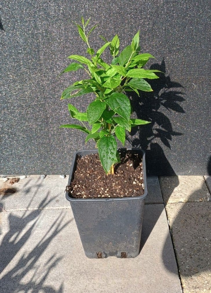 Te koop kiwibes planten, Ophalen