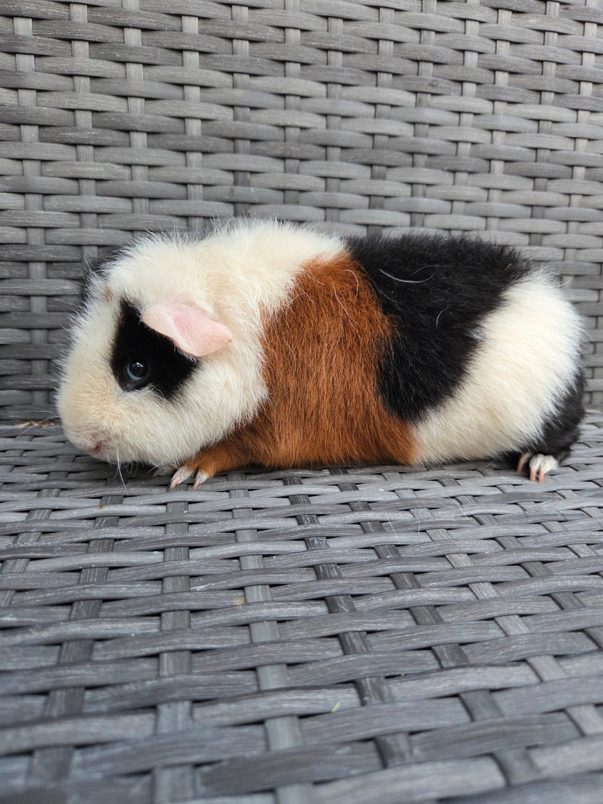 us teddy beer, Dieren en Toebehoren, Knaagdieren, Cavia, Mannelijk, December, Tam