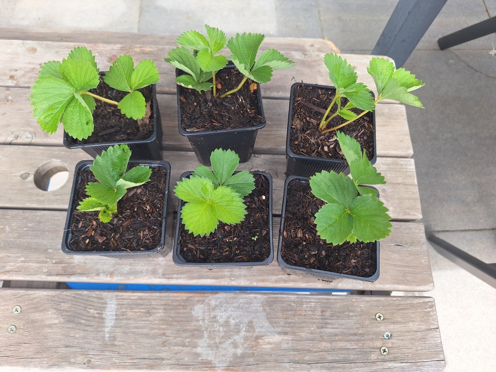 Korona aardbeienplanten – nu planten, voorjaar oogsten!, Ophalen of Verzenden, Lente, Vaste plant, Fruitplanten