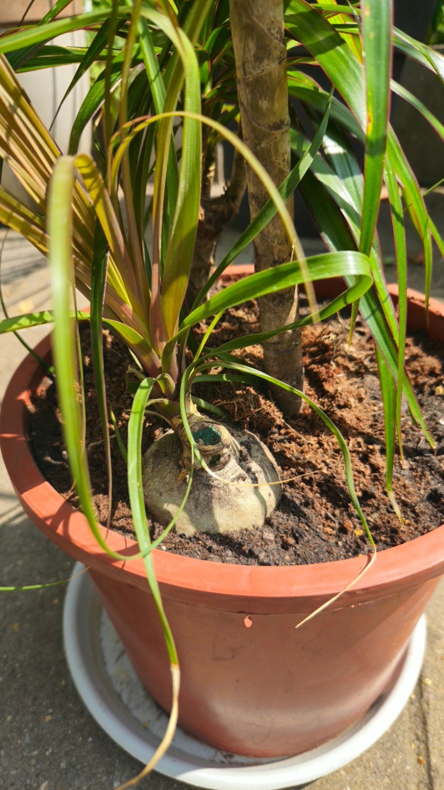 Palm plant, Ophalen, Halfschaduw, Minder dan 100 cm