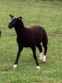 Zwartbles ooilammeren, Meerdere dieren, Schaap