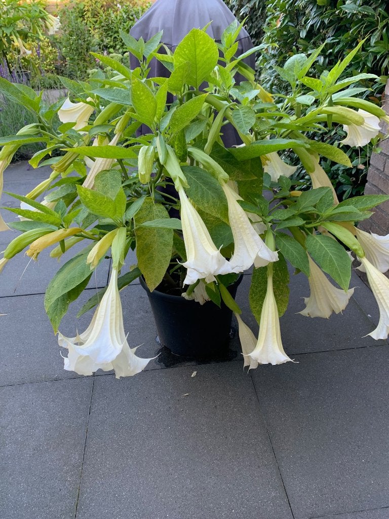 brugmansia of trompetbloem, Tuin en Terras, Overige soorten, Volle zon, Vaste plant, Verzenden