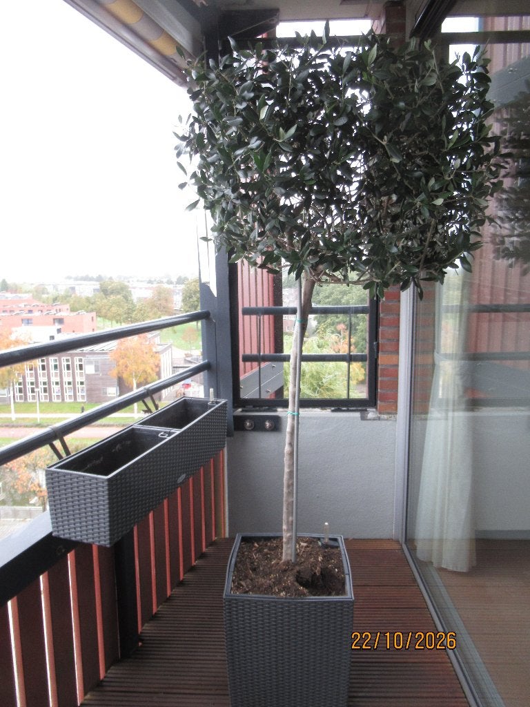 Twee bomen voor balkon of terras in Lechuza plantenbakken, Tuin en Terras, Bloeit niet, Halfschaduw, 100 tot 250 cm, Olijfboom