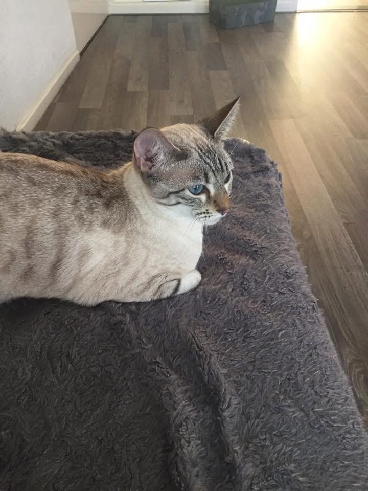 Snow Savannah F7c zoekt een nieuw huisje, Poes, Met stamboom, 6 jaar of ouder