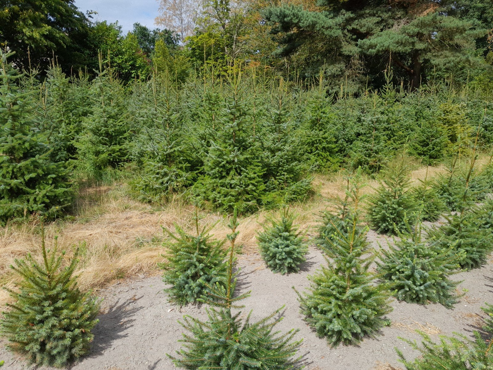 Kerstbomen  picea omorika maten van 1 meter tot en met 2,20, Ophalen of Verzenden