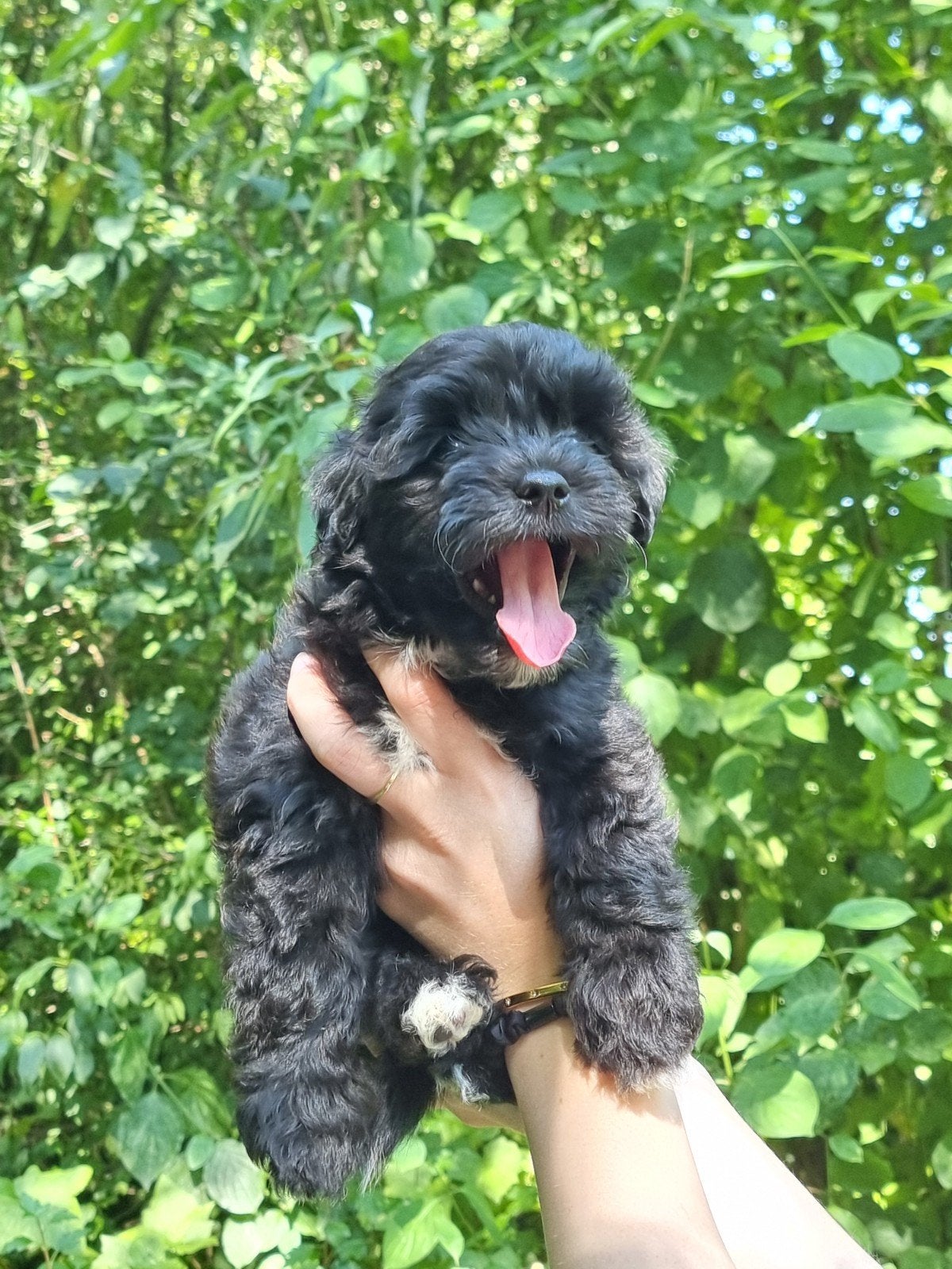 x dwergpoedel / maltipoo pups, Dieren en Toebehoren, Parvo, Overige rassen, 8 tot 15 weken, Meerdere