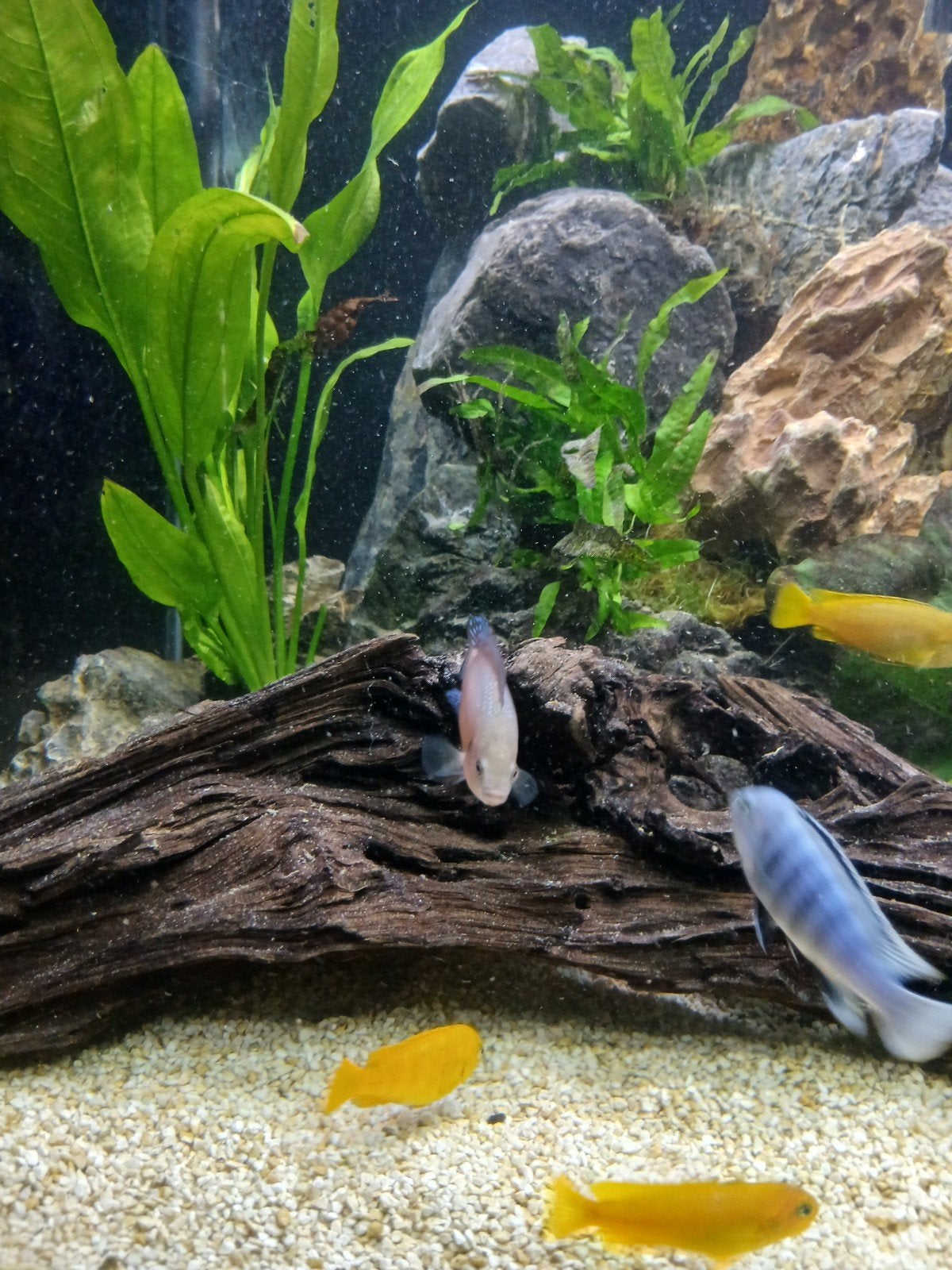 Malawi cichliden, Dieren en Toebehoren, Vissen | Aquariumvissen, Vis