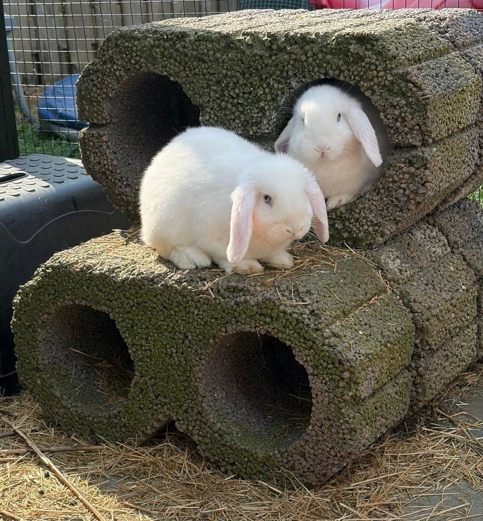 2 hangoor konijnen ram 10 weken oud, Dieren en Toebehoren, Konijnen, Mannelijk, Dwerg, Hangoor