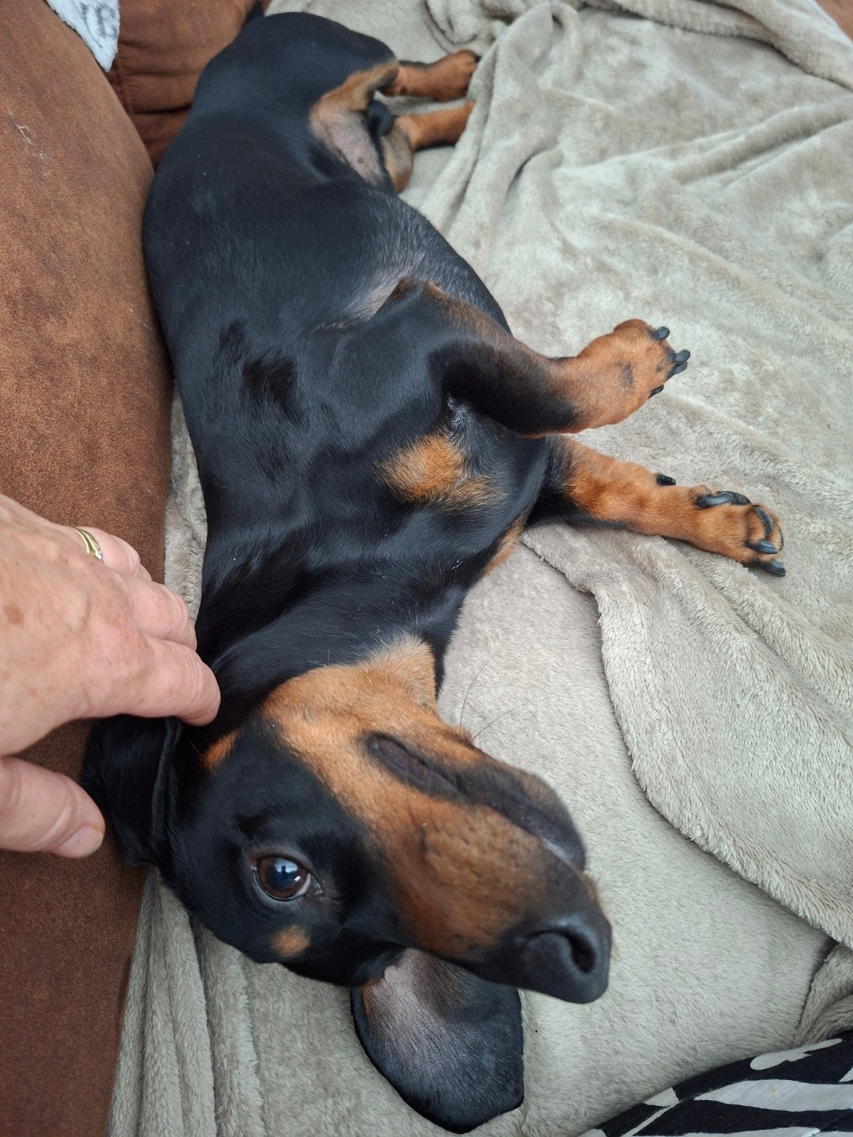 dwergteckel dekreu, Parvo, Reu, 1 tot 2 jaar, Eén hond