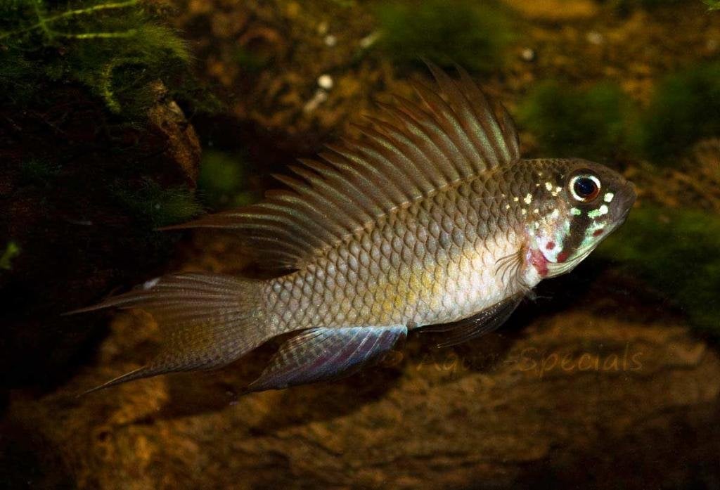 Gezocht: Apistogramma Piaroa man, Dieren en Toebehoren, Vissen | Aquariumvissen, Vis, Zoetwatervis