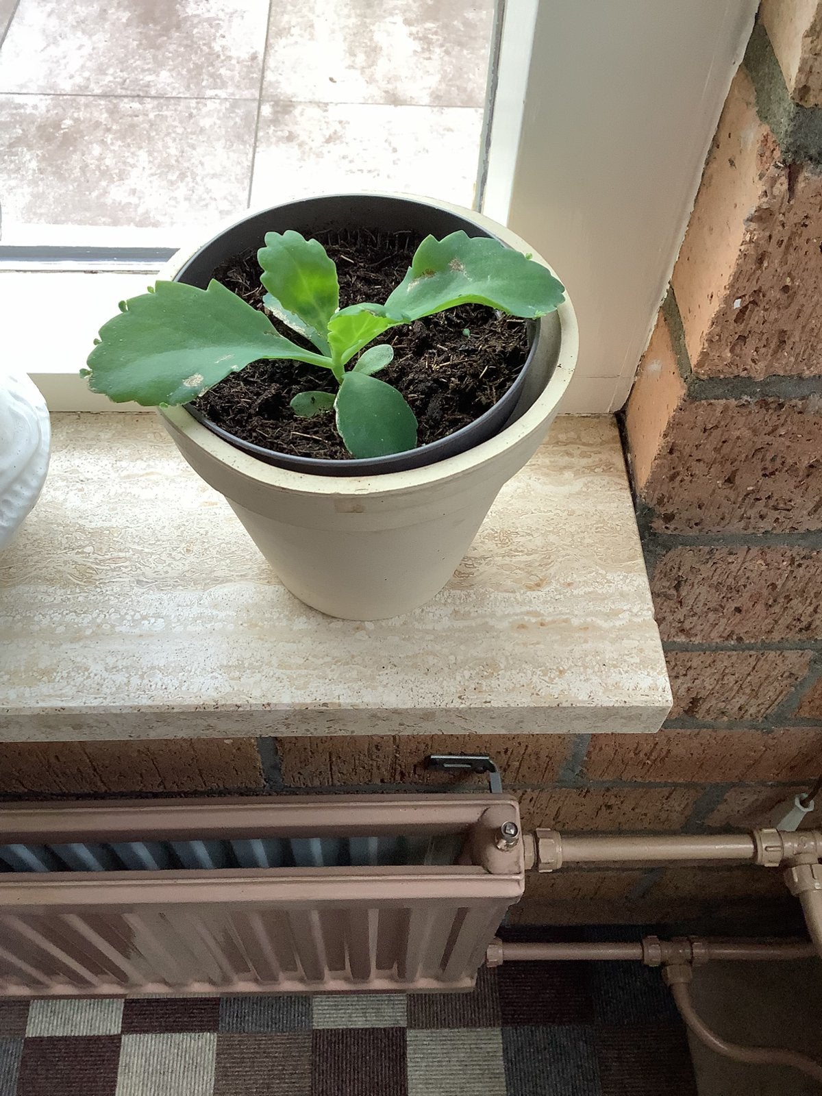 4 Stekjes van kalanchoe 1,00 per stuk, Ophalen, Eenjarig, Overige soorten, Volle zon