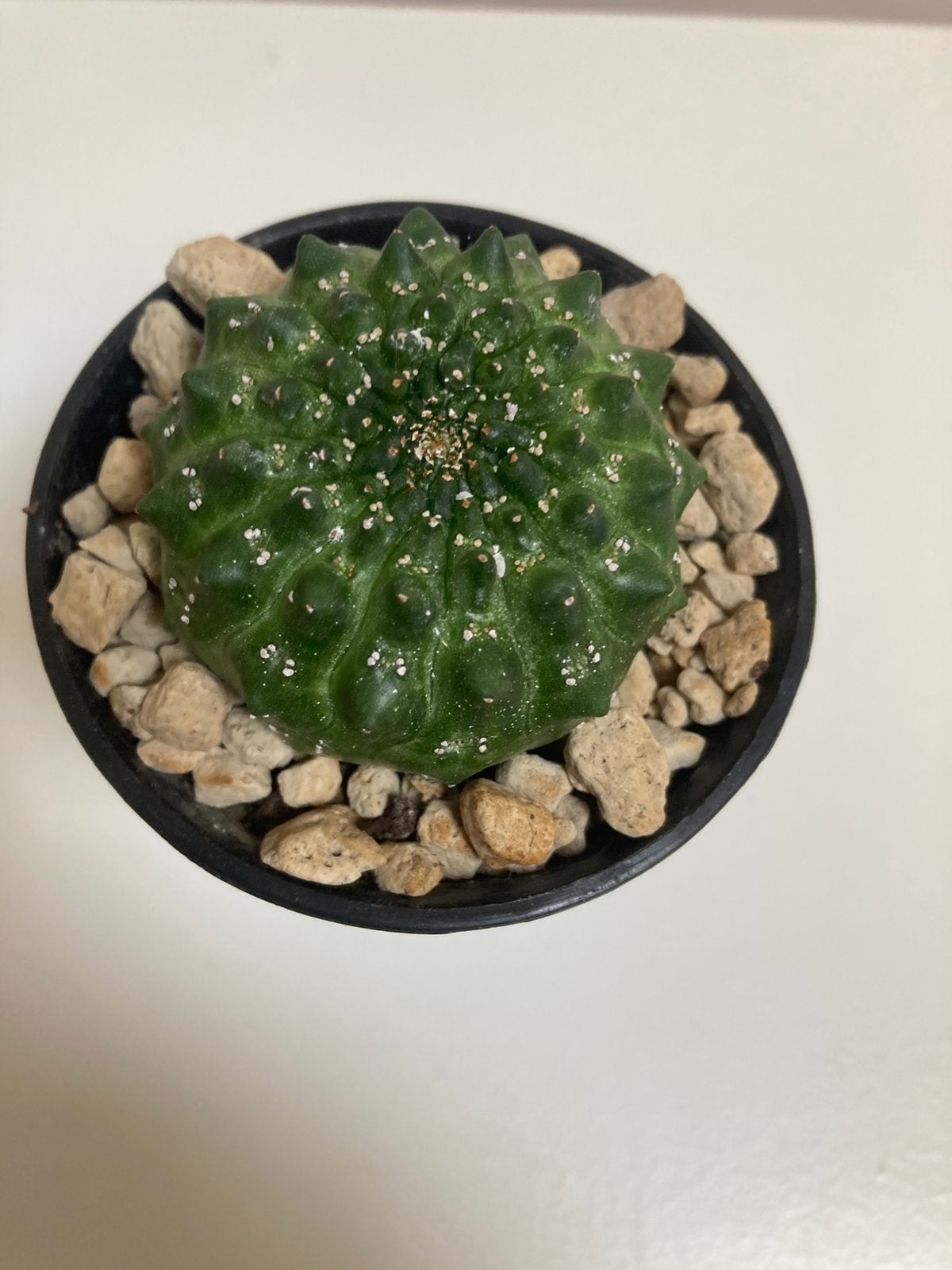 Euphorbia Gymnocalycioides, Vetplant, Ophalen of Verzenden, In pot, Minder dan 100 cm