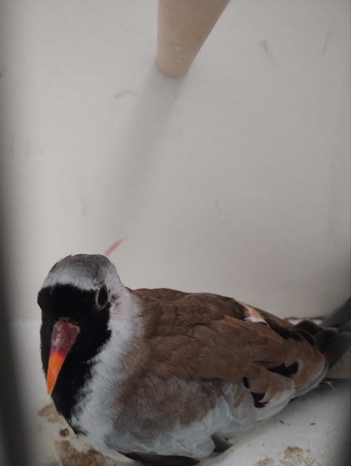 Zwartmaskerduif doffer, Dieren en Toebehoren, Mannelijk