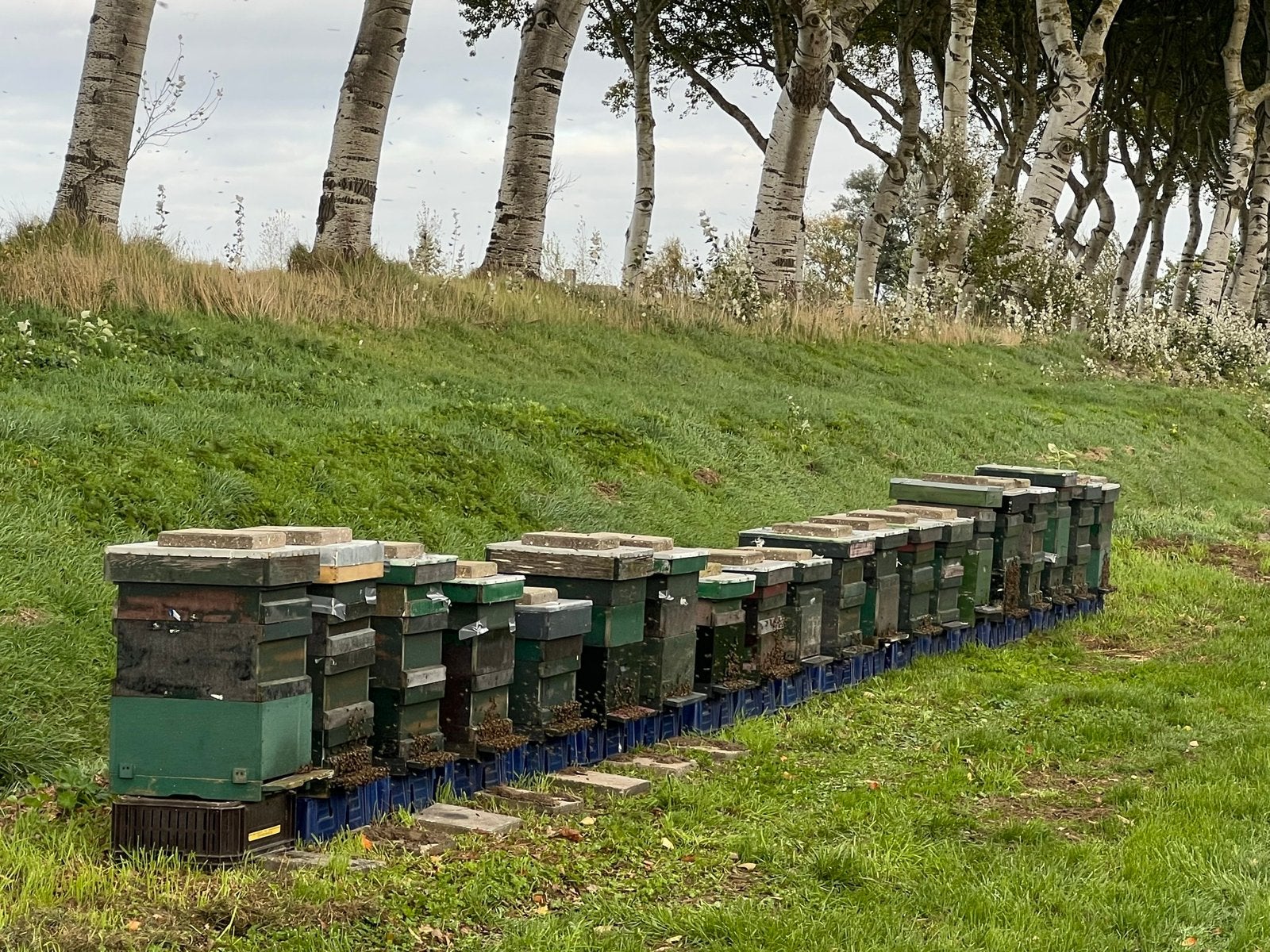 Bijenvolken, Dieren en Toebehoren, Bijen