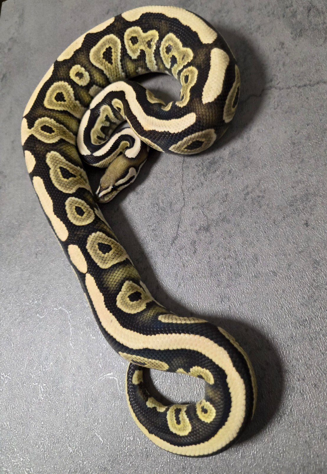 Desert Ghost Cinnamon 100%Axanthic VPI/Amur 2024