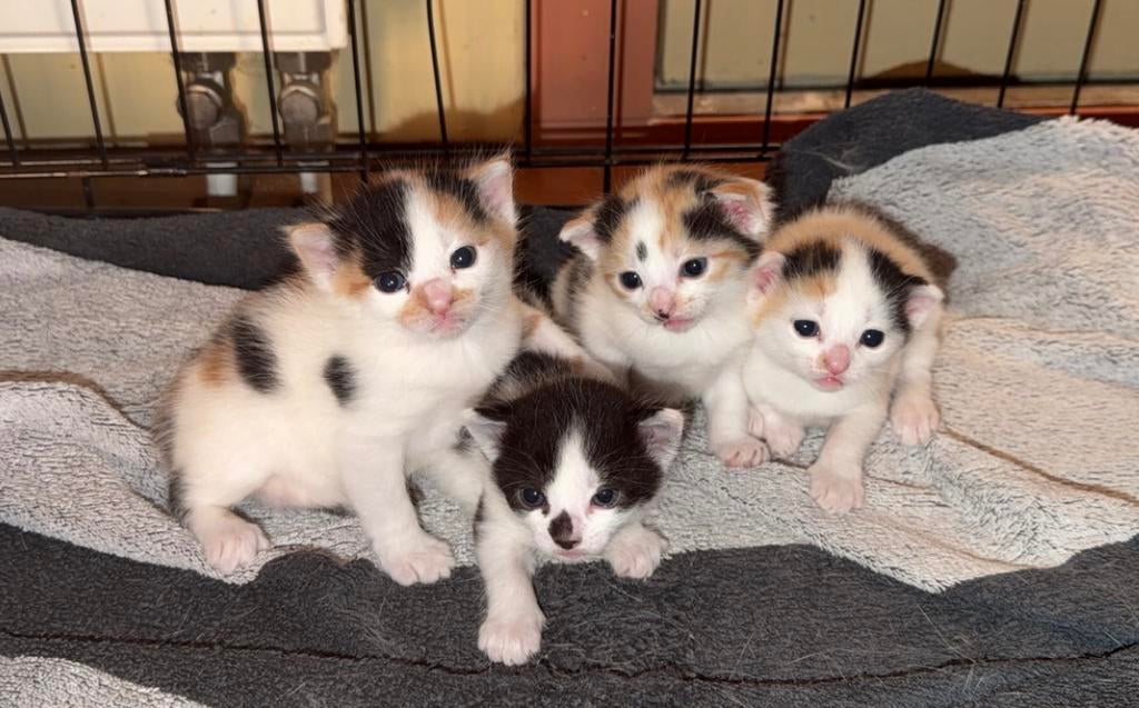 Kittens te koop, Meerdere dieren