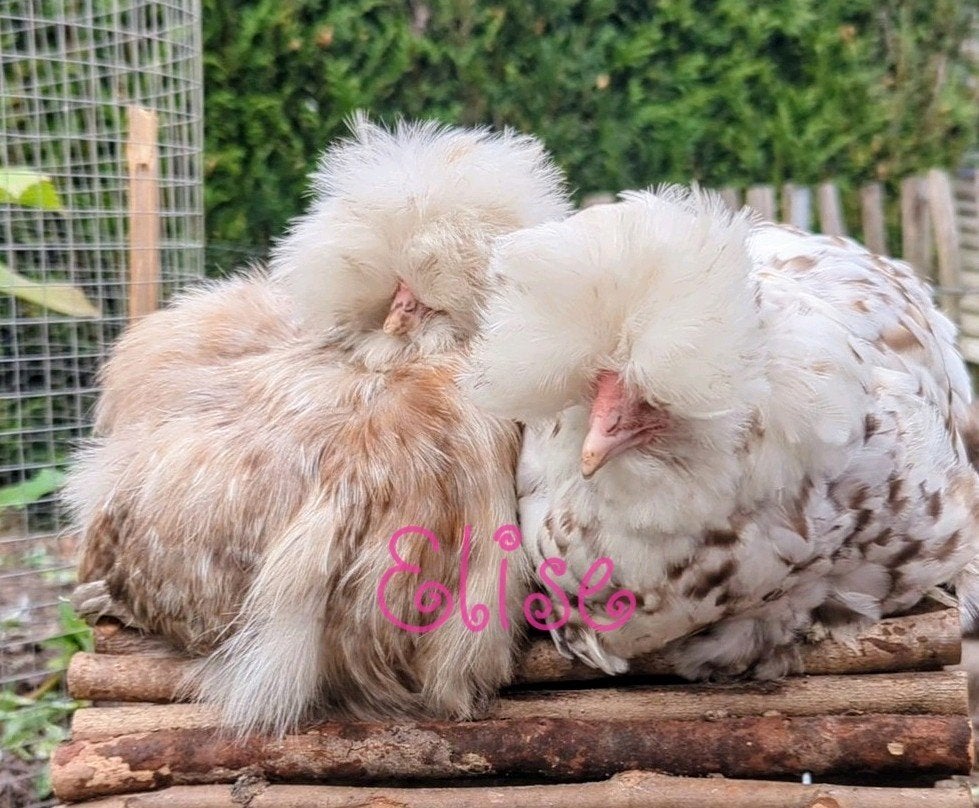 Broedeieren mottled USA zijdehoen kippen, Geslacht onbekend, Kip