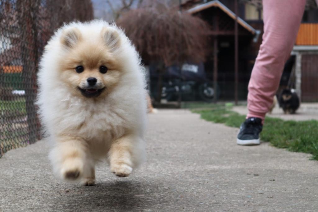 Stamboom Pomeriaan Reu Crème, Dieren en Toebehoren, Nederland, Keeshond, 15 weken tot 1 jaar, Reu