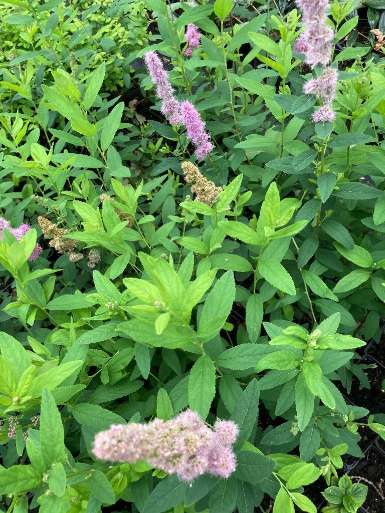 Spiraea billiardii p9 € 1,00, Ophalen, Overige soorten, Volle zon