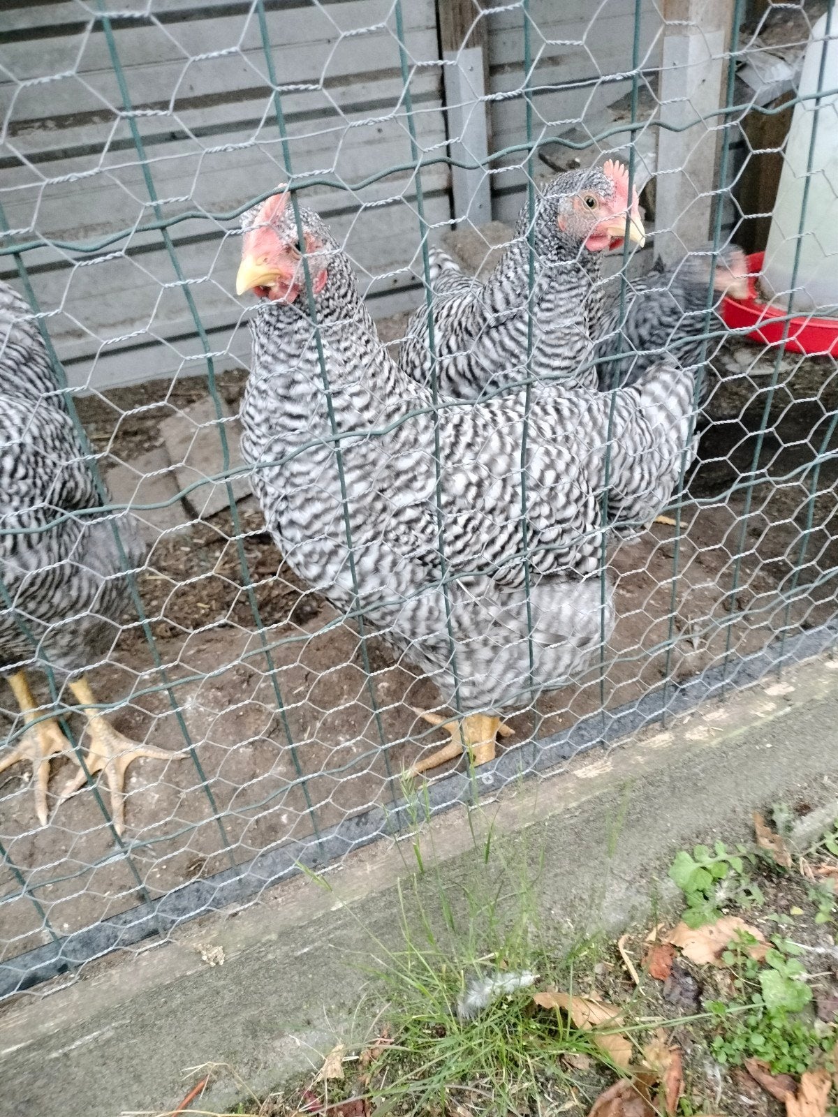 Jonge Amrock hanen, Dieren en Toebehoren