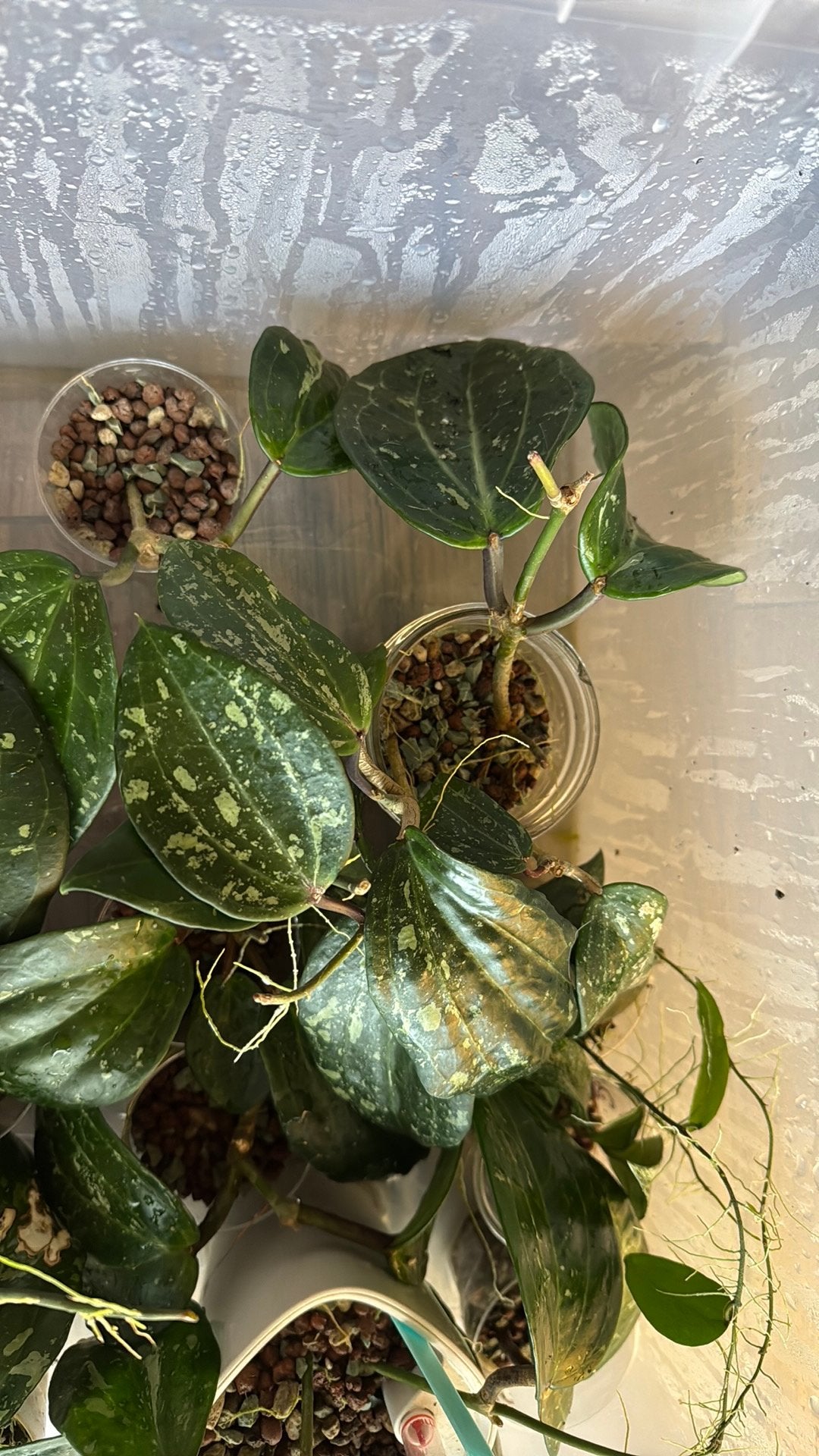 Hoya Latifolia Splash, Ophalen, Overige soorten, Halfschaduw, Minder dan 100 cm