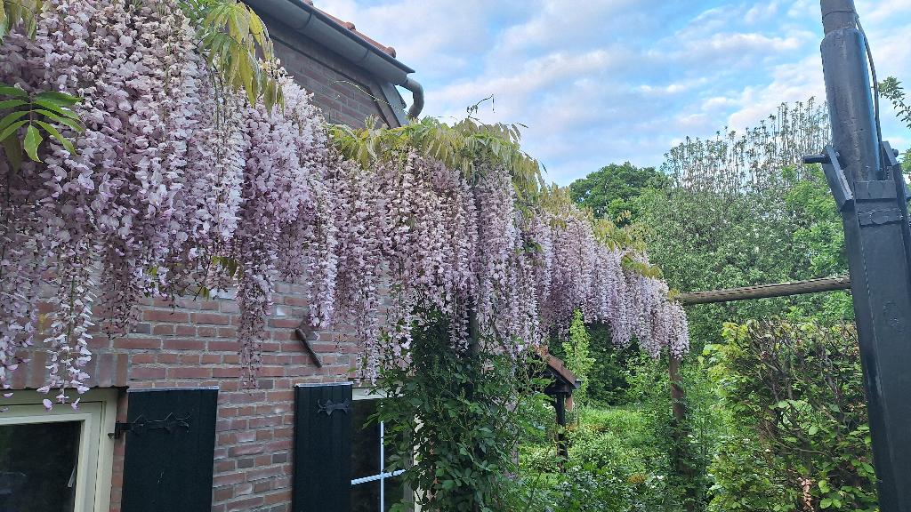 blauwe regen (roze) geente, Tuin en Terras, Planten | Tuinplanten, Ophalen, Vaste plant, Overige soorten, Volle zon