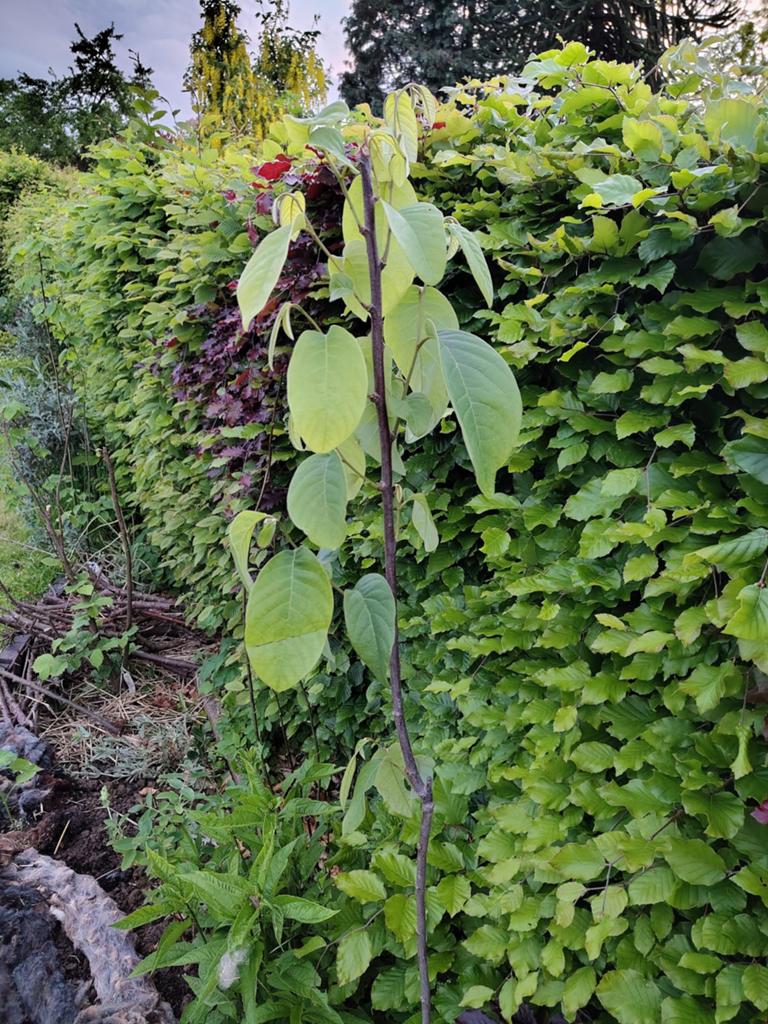 Cherimoya boompje, Ophalen of Verzenden, Overige soorten, Volle zon