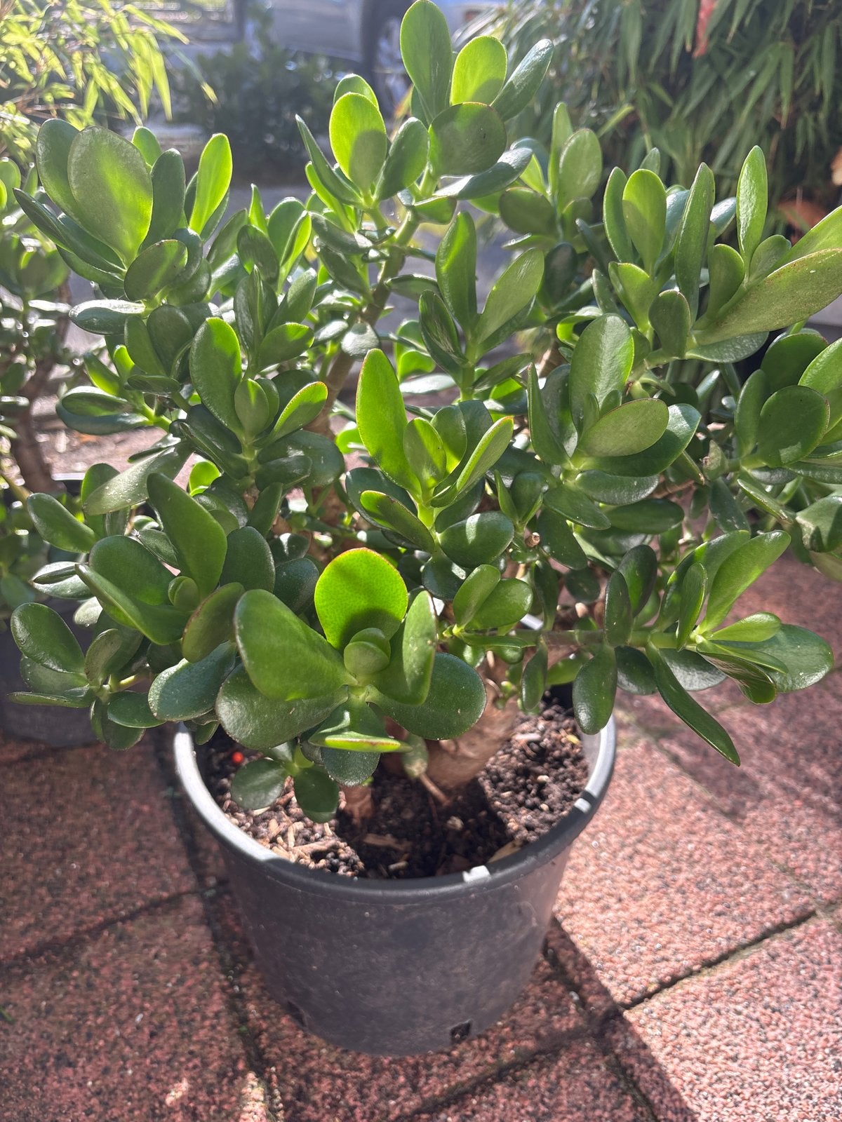 Mooie Jadeplant (Crassula ovata) in pot, Overige soorten, Volle zon, Vaste plant, Ophalen of Verzenden