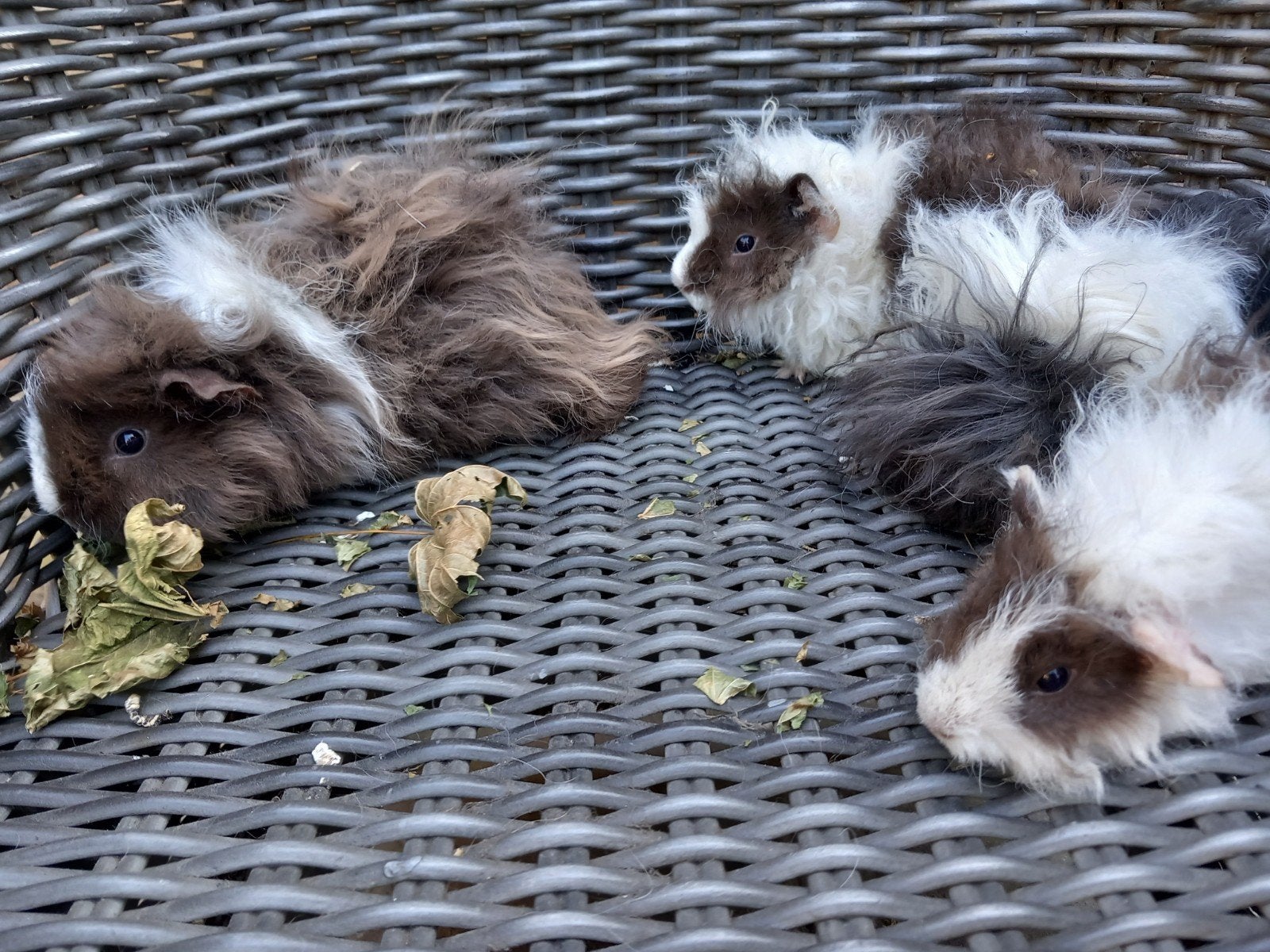 4 lunkarya zeugjes, Dieren en Toebehoren, Knaagdieren, Juni, Vrouwelijk, Cavia