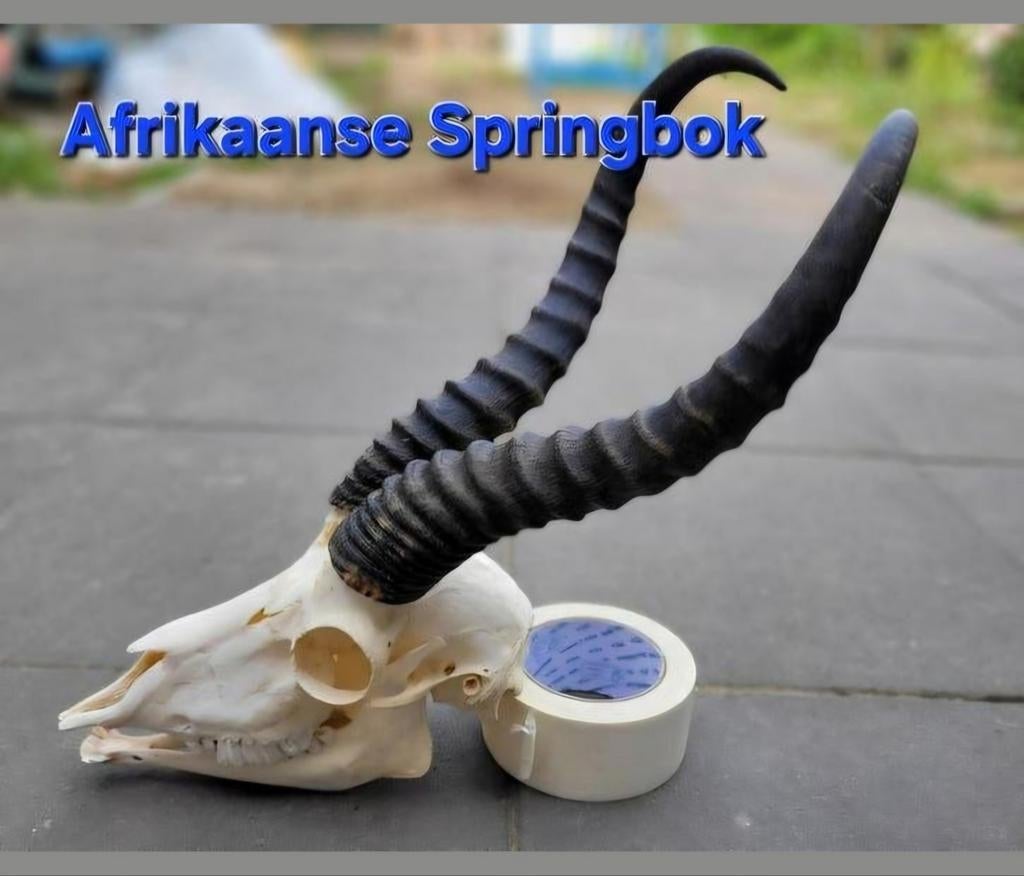 Schedel met onderkaak Afrikaanse Springbok / Skull Geraamte, Ophalen of Verzenden, Wild dier, Schedel