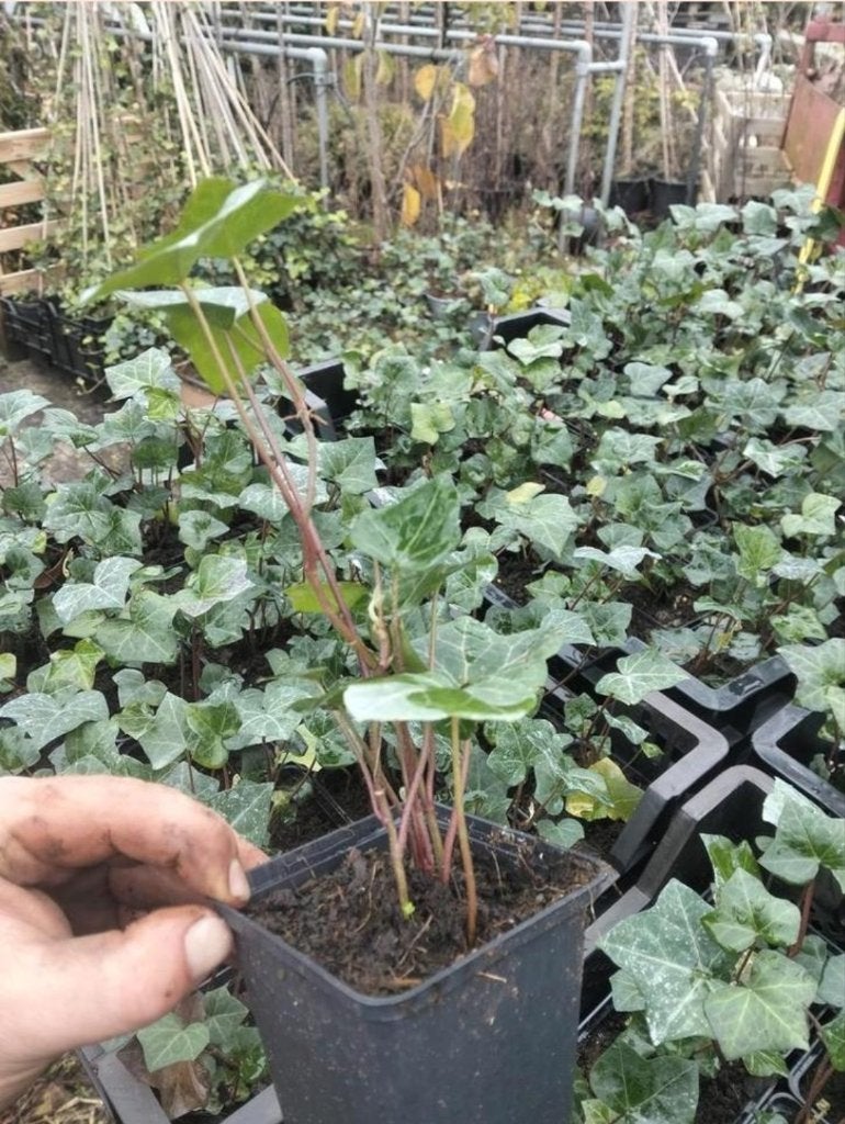 Hedera herbcintica (klimop), Tuin en Terras, Ophalen, Volle zon, Vaste plant, Klimplanten