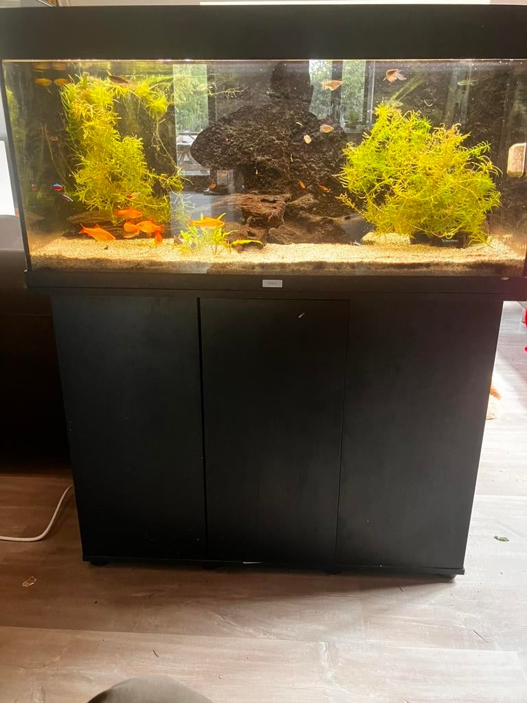 Juwel 180, Dieren en Toebehoren, Gebruikt, Gevuld zoetwateraquarium, Juwel, Inclusief vissen