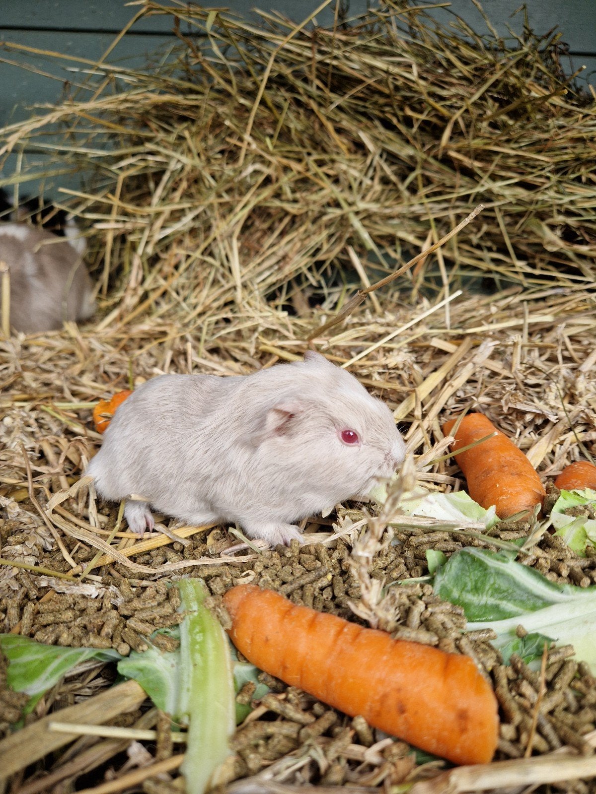 jong cavia beertje, Dieren en Toebehoren, Cavia, Augustus, Mannelijk, Tam