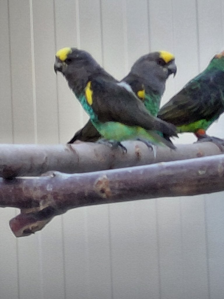 Kweekkoppel Meyer-papegaaien., Meerdere dieren, Papegaai, Geringd