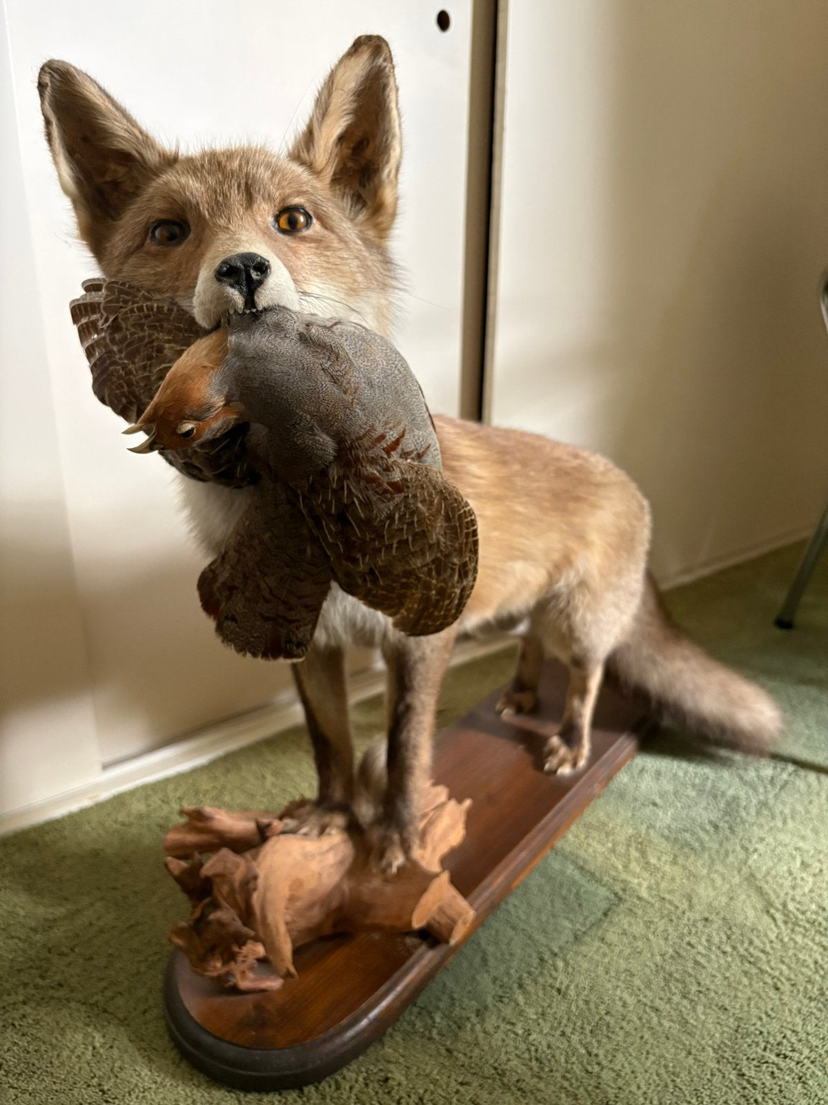 taxidermie -   Vos met patrijs in de bek als jachttafereel, Verzamelen, Ophalen, Zo goed als nieuw, Opgezet dier