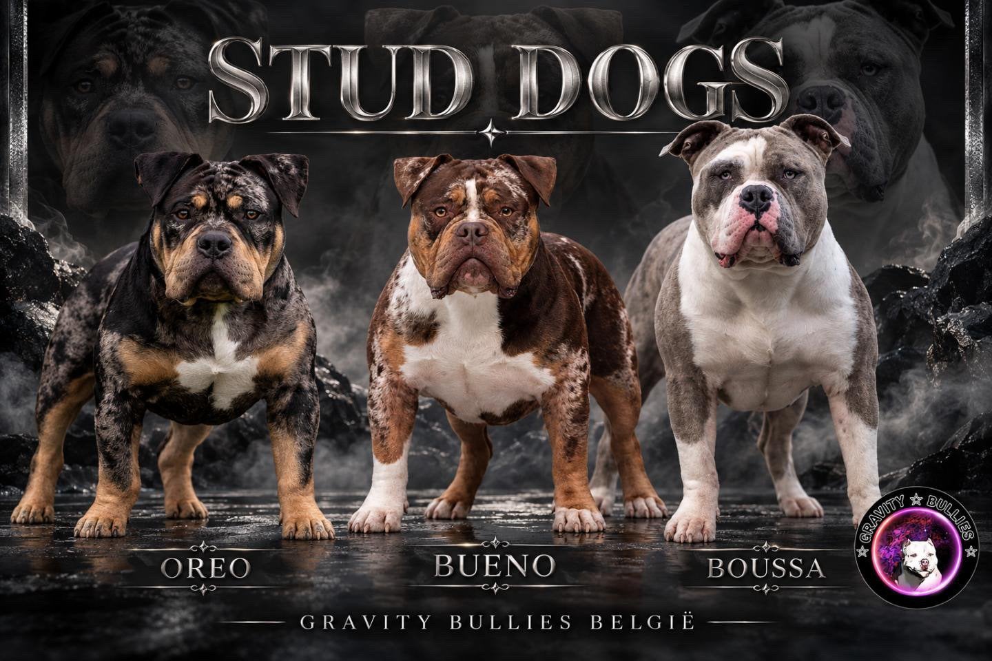 American Bully Dekreu Merle Tricolor pups, België, Fokker | Hobbymatig, Reu, 1 tot 2 jaar