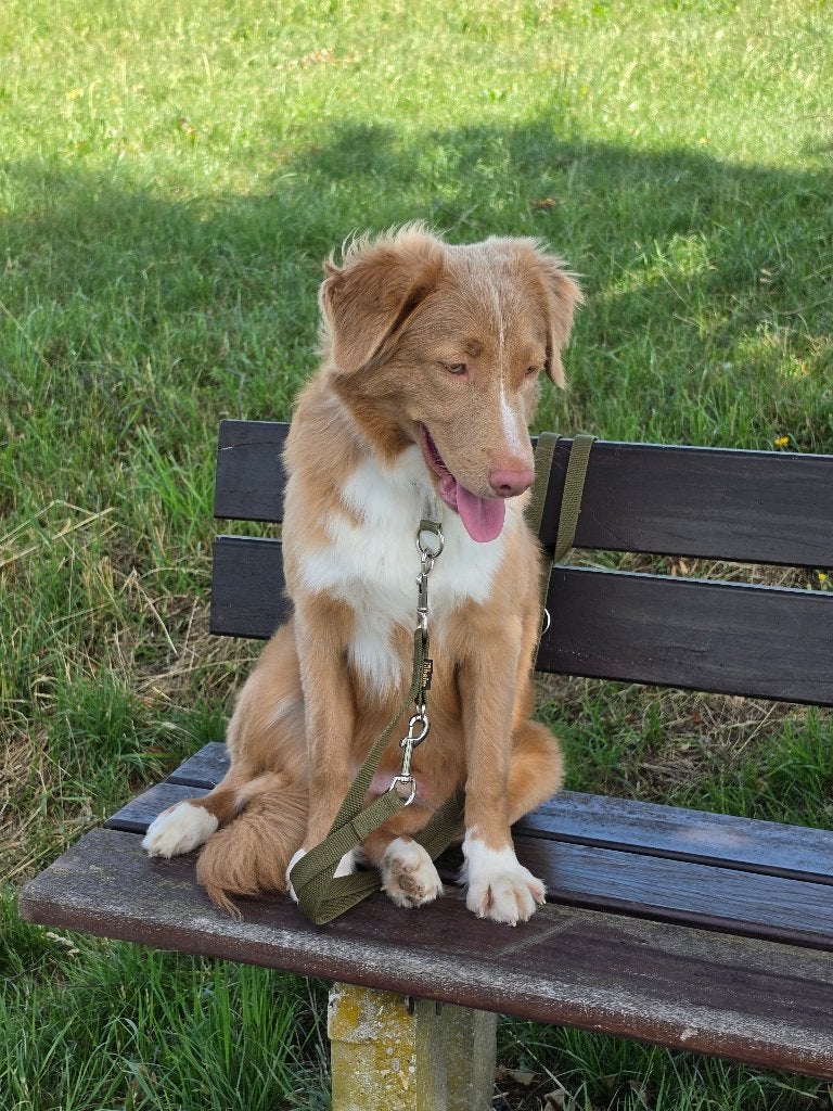 Nova Scotia Duck Tolling Retriever – jonge hond, Dieren en Toebehoren, Honden | Retrievers, Spaniëls en Waterhonden, 15 weken tot 1 jaar