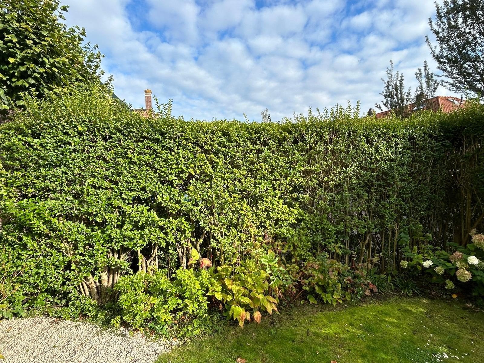Grote Ligusterhaag - Ideaal voor privacy en groen, Ophalen, Liguster, Haag, 100 tot 250 cm
