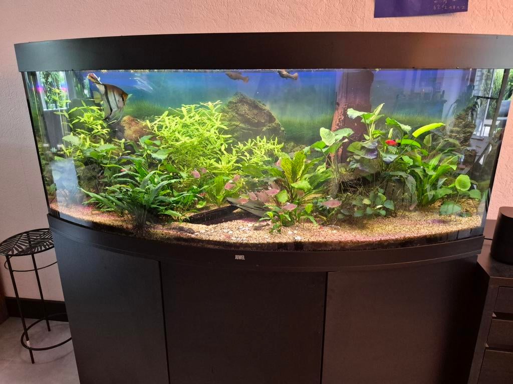 Juwel 450 Vision aquarium compleet, Ophalen, Inclusief vissen, Juwel, Gevuld zoetwateraquarium