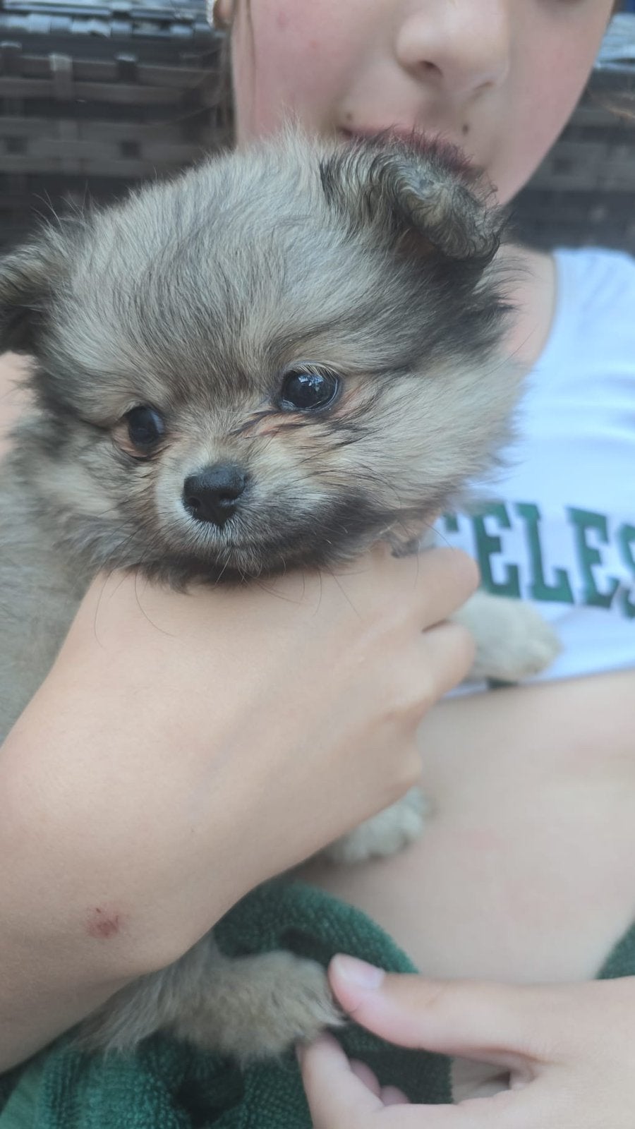 Pomchi teefje mag nest verlaten, Dieren en Toebehoren, Overige rassen, 8 tot 15 weken, Teef, Parvo