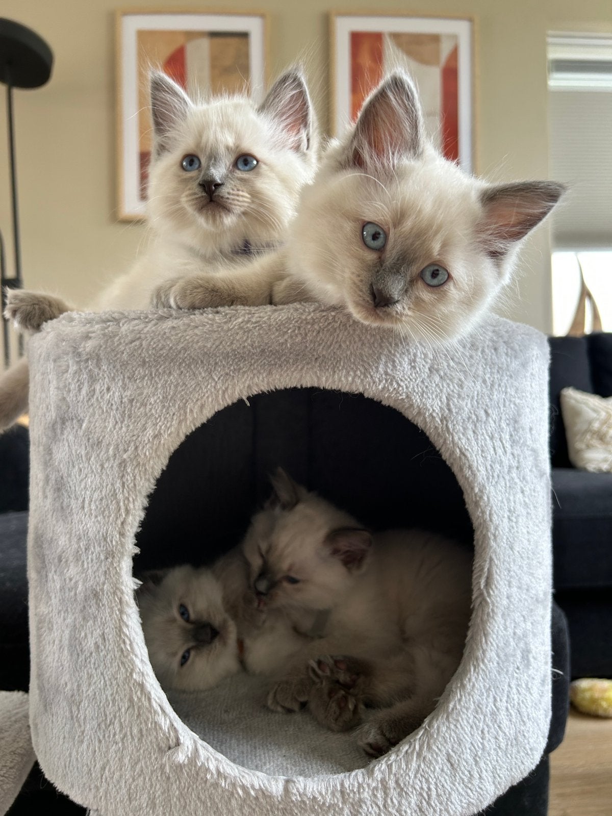 Raszuivere Ragdoll kittens, Dieren en Toebehoren, Katten en Kittens | Raskatten | Korthaar, Meerdere dieren, 0 tot 2 jaar, Gechipt
