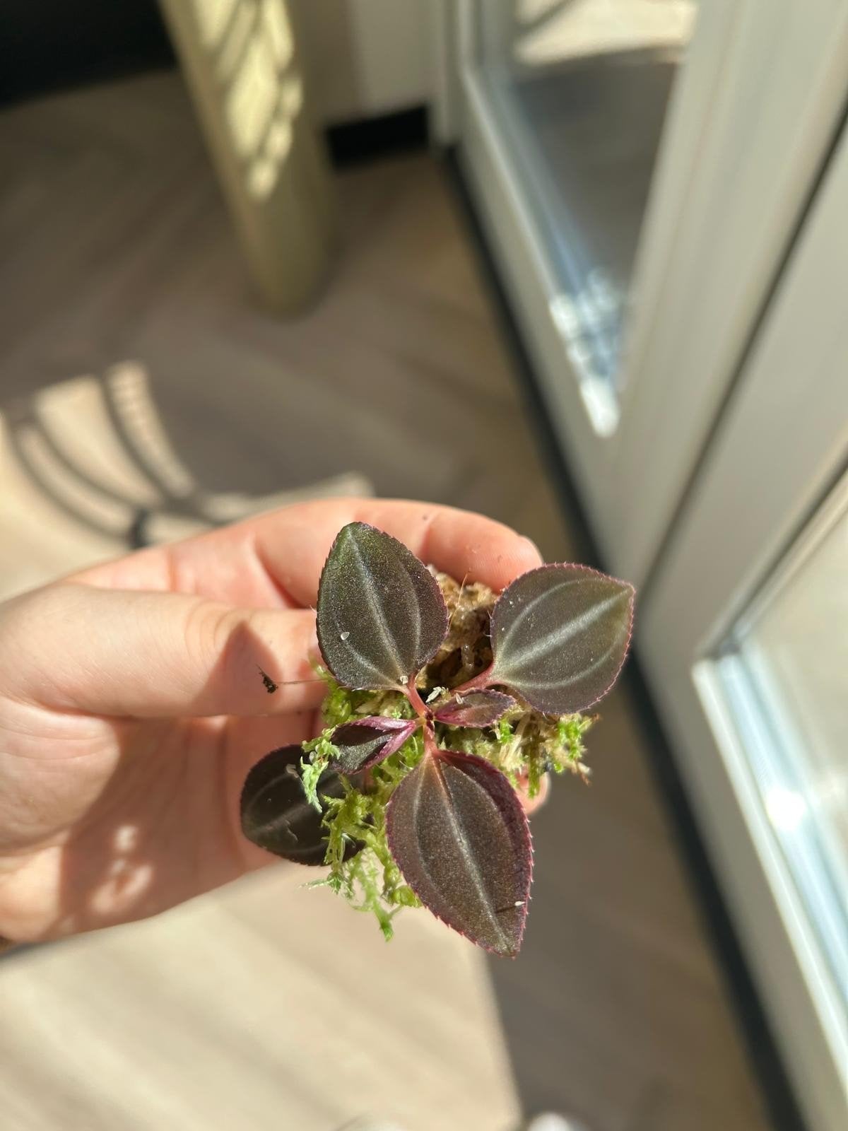 Arthrostemma parvifolium – gewortelde stek zeldzame terrariu, Ophalen of Verzenden, Halfschaduw, Minder dan 100 cm