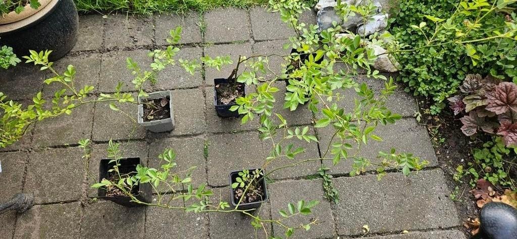 Roos, wit, Rambler, Guirlande d'amour, Tuin en Terras, Ophalen, Overige soorten, Minder dan 100 cm