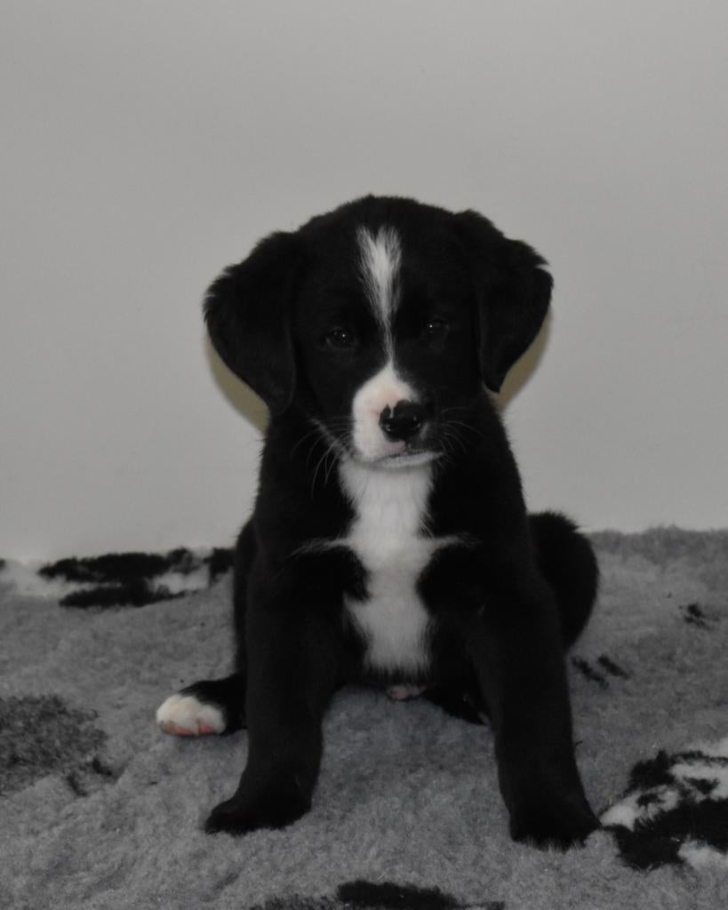 Prachtige boulab pups, Parvo, 8 tot 15 weken, Groot, Meerdere