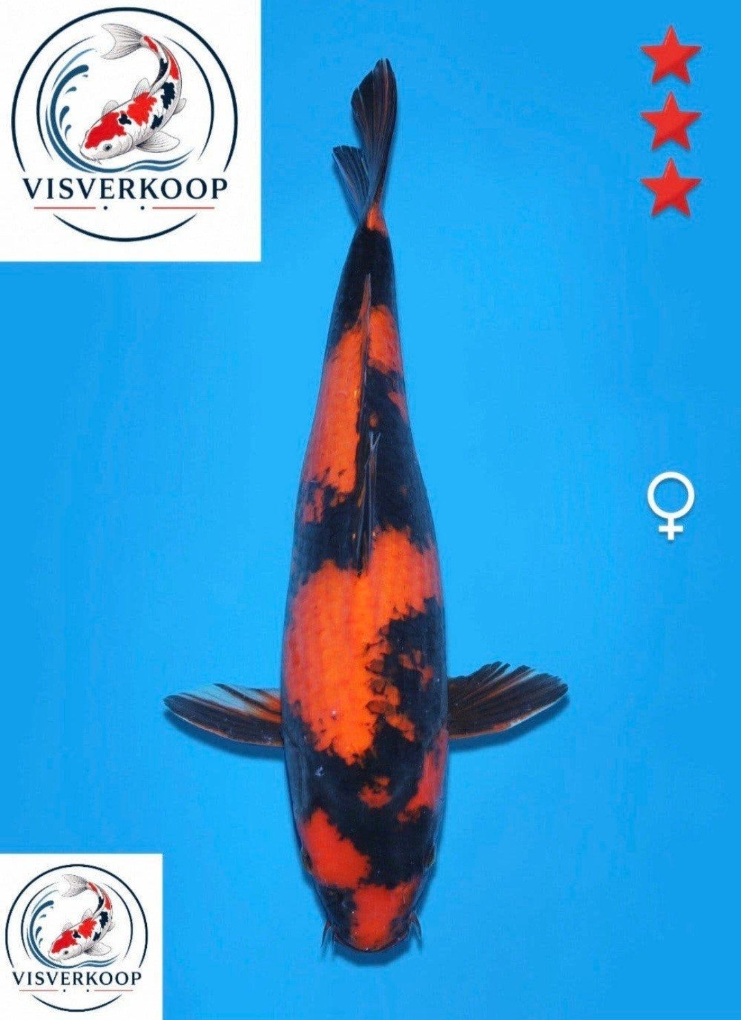 Koi Hi Utsuri., Karper of Koi