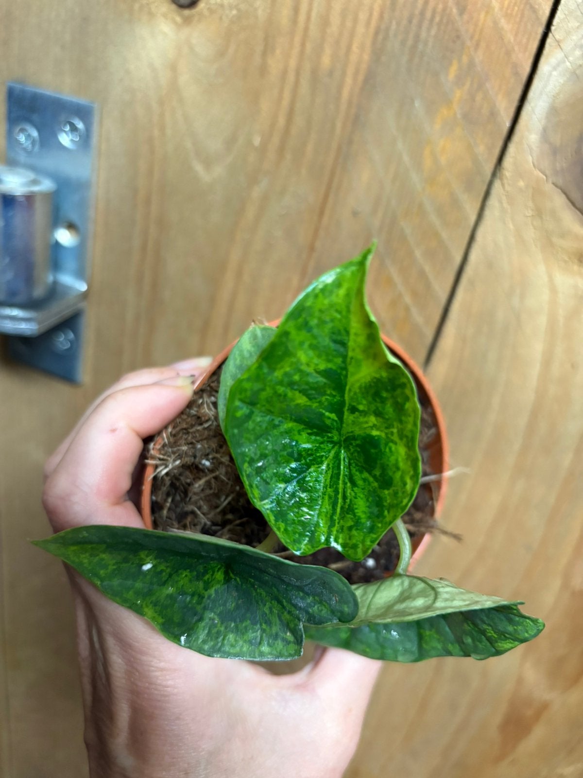Alocasia platinum green mint marble variegata plant, Ophalen of Verzenden, Halfschaduw, Minder dan 100 cm